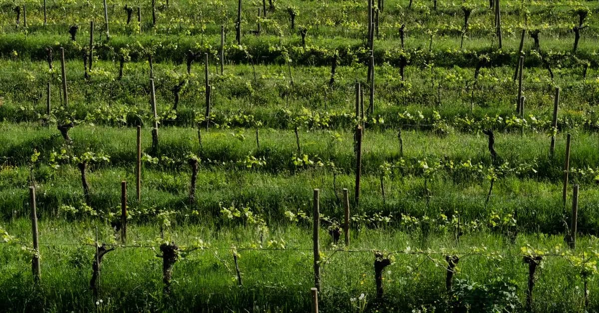 Les secrets des vins du Sud-Ouest à explorer